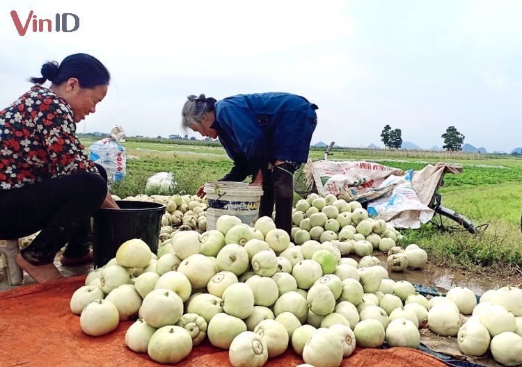 Nông dân thu hoạch dưa