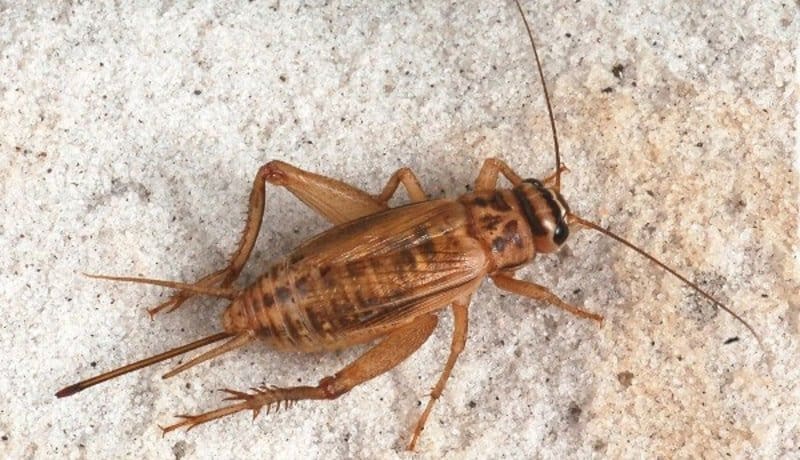 Cricket đi trong nhà, bạn nên đặt cược số 1 là gì?