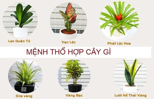 Xác định loại cây nào hợp mệnh Thổ để chọn cây cảnh trong nhà