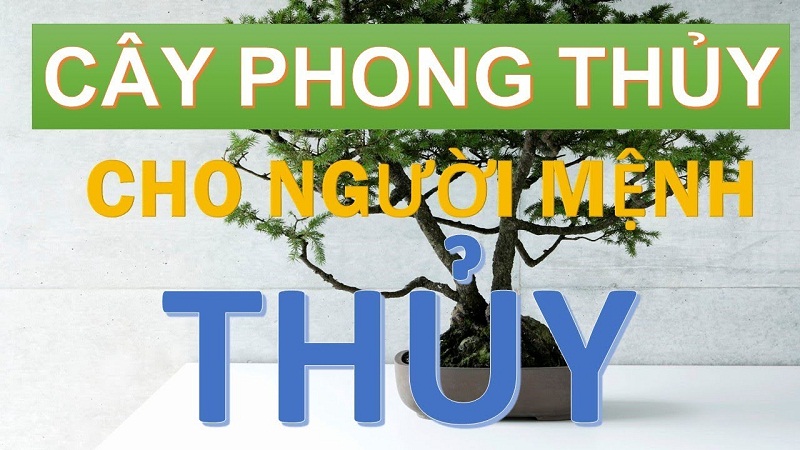 Tìm ra loại cây nào kết hợp tốt nhất với yếu tố nước