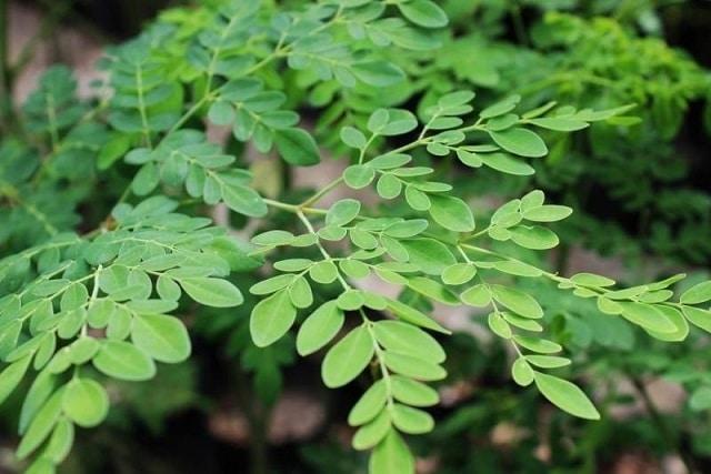 Moringa không tương thích với cái gì?