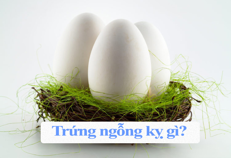 Điều cấm kỵ về trứng ngỗng 1