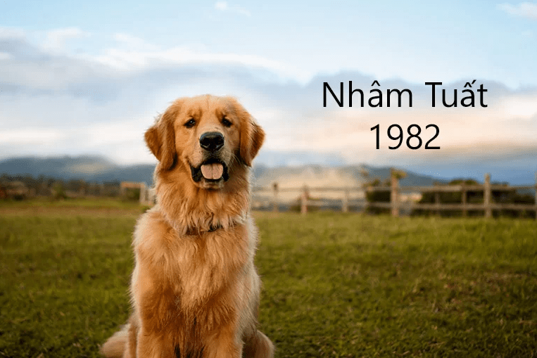 Nhậm Tuất sinh năm 1982 có số phận ra sao?