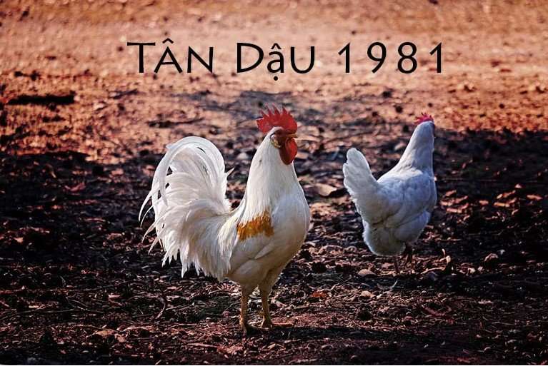 tuổi sinh-nam-1981-menh-gi-1